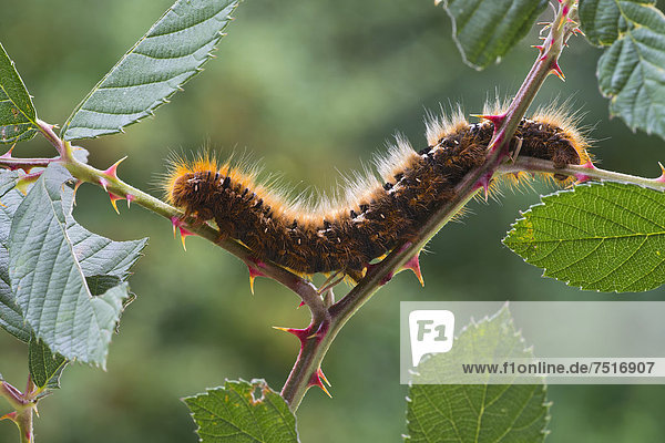 Caterpillar of an Oak Eggar Moth (Lasiocampa quercus)  Schwaz  Tyrol  Austria  Europe