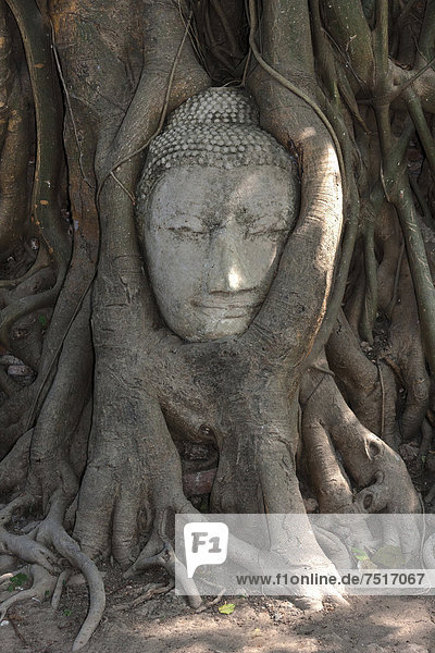 Sandsteinkopf einer Buddhastatue  eingewachsen in einer Würgefeige (Ficus religiosa)  Wat Phra Mahathat  Ayutthaya  Thailand  Asien