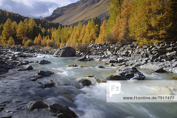 Europa Wald Fluss Herbst Lärche Engadin Schweiz Kanton Graubünden