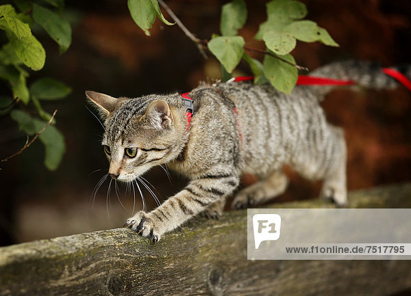 Brown tabby cat  4 months  wearing a leash  balancing on a wooden fence