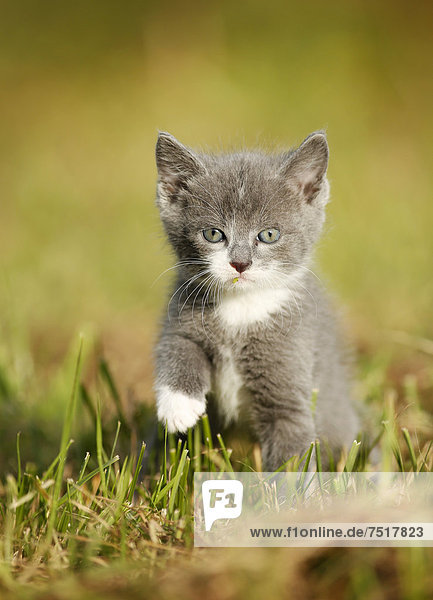 Domestic cat  kitten  6 weeks  gray  walking through a meadow