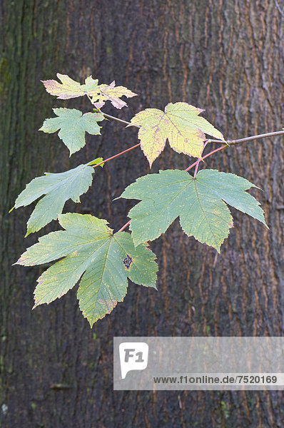 Europa Pflanzenblatt Pflanzenblätter Blatt Bergahorn Acer pseudoplatanus Ahorn Deutschland Niedersachsen