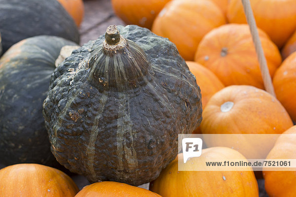 Gourds  squashes or pumpkins (Cucurbita)