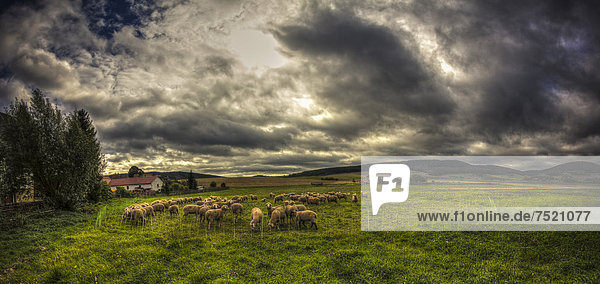 Schafe auf Weide  Kleinhettstedt  Thüringen  Deutschland  Europa