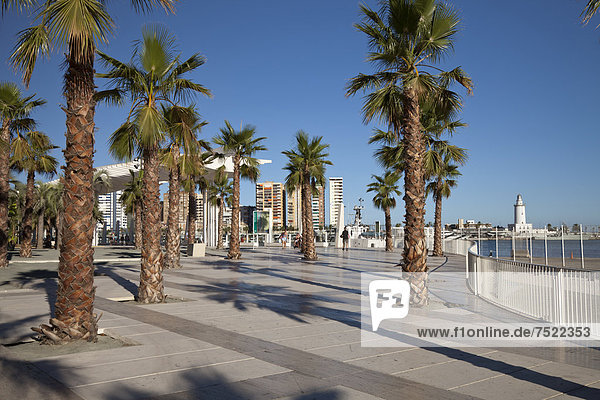Palmen auf der Promenade im Hafen  Palmerial de las Sorpresas  M·laga  Costa del Sol  Andalusien  Spanien  Europa  ÖffentlicherGrund