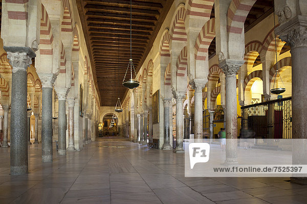 Columns of the prayer hall  Mezquita  Mosque?Cathedral of CÛrdoba  now a cathedral  formerly a mosque  Cordoba  Andalusia  Spain  Europe