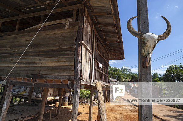 Skull of a water buffalo hanging next to a hut  village  Mae Hong Son province  northern Thailand  Thailand  Asia