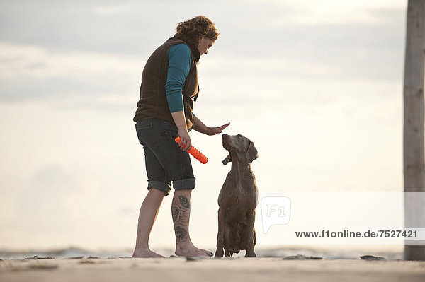 Woman with a Weimaraner on the beach  St. Peter-Ording  Schleswig-Holstein  Germany  Europe