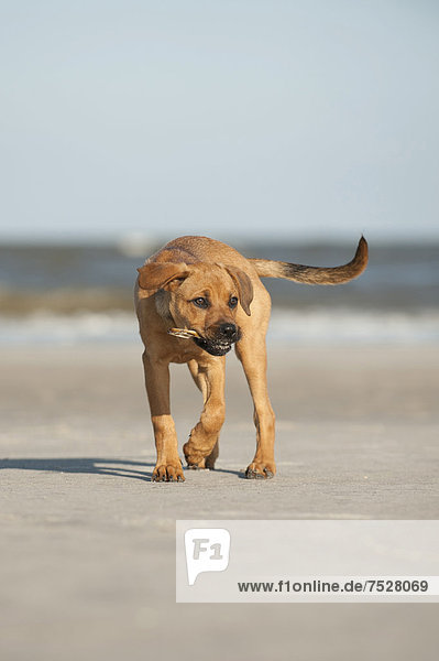 Mischling  Junghund apportiert Muschel am Strand