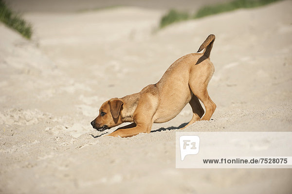 Mischling  Junghund spielt am Strand