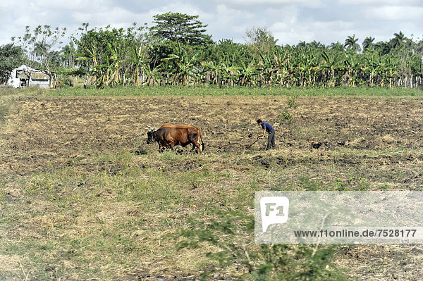 Feldbearbeitung  Bauer mit Rind pflügt den Acker  bei Trinidad  Provinz Sancti Spiritus  Kuba  Große Antillen  Mittelamerika  Amerika