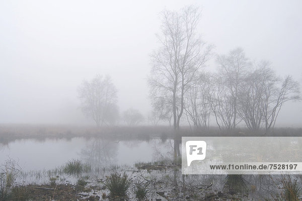 Nebel im holländischen Hochmoorreservat Bargerveen  Niederlande  Europa
