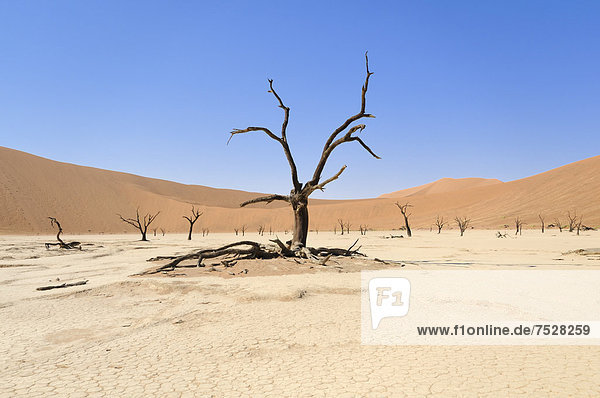 Dead trees on parched clay pan before red dune landscape  Deadvlei