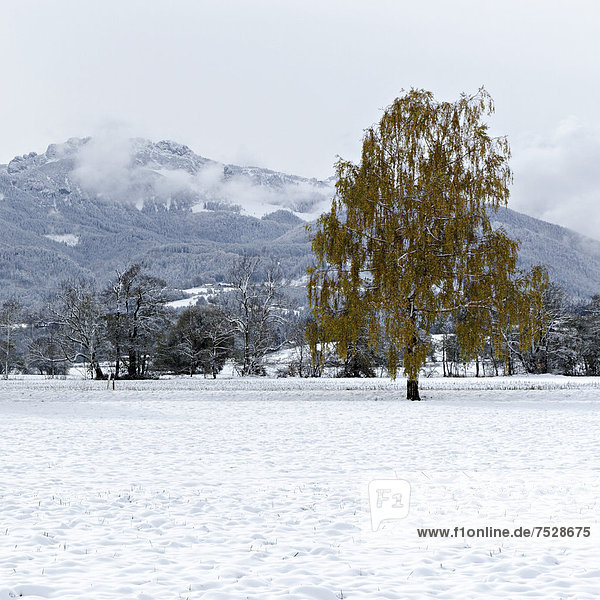 Birke (Betula pendula) auf schneebedecktem Feld  Chiemgau  Oberbayern  Bayern  Deutschland  Europa