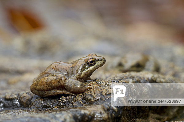 Pyrenean Frog (Rana pyrenaica)  female  Pyrenees  Spain  Europe