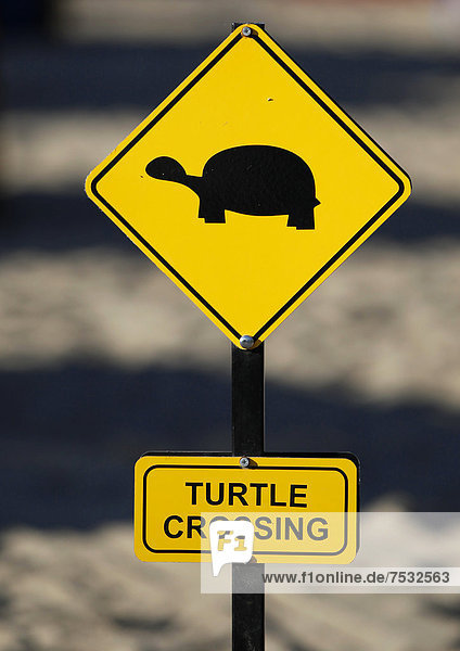 liegend liegen liegt liegendes liegender liegende daliegen überqueren Strand Wasserschildkröte Schildkröte