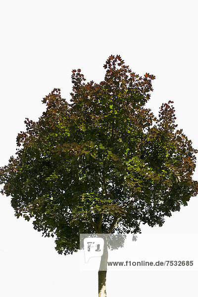 Blutahorn  Rot-Ahorn (Acer rubrum)