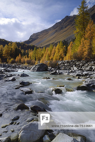 Herbstlich verfärbter Lärchenwald (Larix) am Fluss Roseg  Pontresina  Graubünden  Engadin  Schweiz  Europa