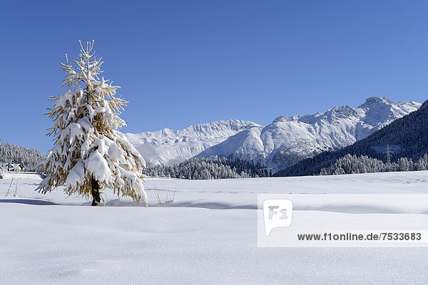 Schneebedeckte Lärche (Larix) in frisch verschneiter Landschaft  Silvaplana  Engadin  Graubünden  Schweiz  Europa