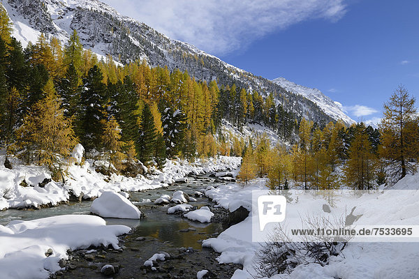 Herbstlich verfärbter Lärchenwald (Larix) im frisch verschneiten Val Roseg  Pontresina  Graubünden  Engadin  Schweiz