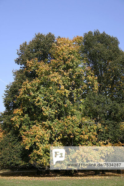 Herbst im Naherholungsgebiet am Decksteiner Weiher  Köln  Nordrhein-Westfalen  Deutschland  Europa