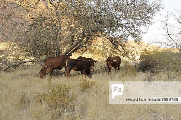 Grazing cattle  savannah landscape of the Pontok Mountains