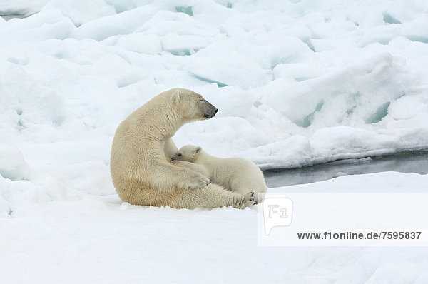 Eisbär oder Polarbär (Ursus maritimus) Weibchen mit säugendem Jungtier  Spitzbergen-Archipel  Svalbard  Barentssee  Norwegen  Europa