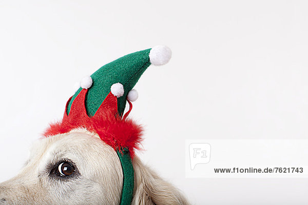 Close up of dog wearing Christmas hat