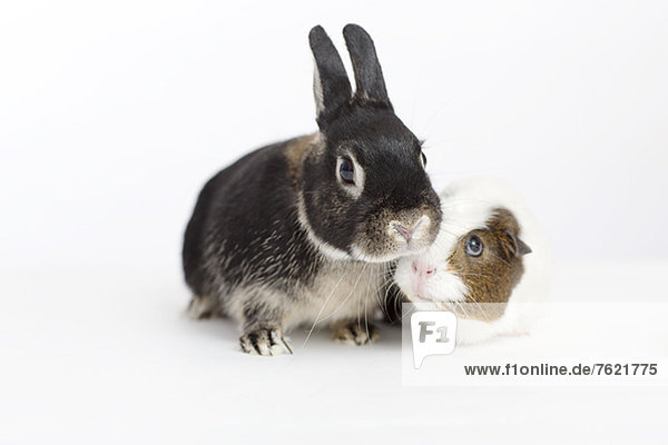 Rabbit and guinea pig meeting