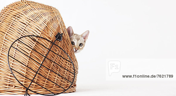 Cat peering out from wicker basket