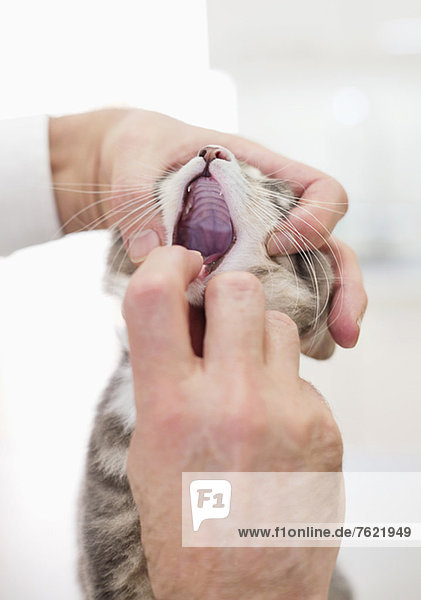 Tierarzt untersucht Katzenmund in der Tierarztpraxis