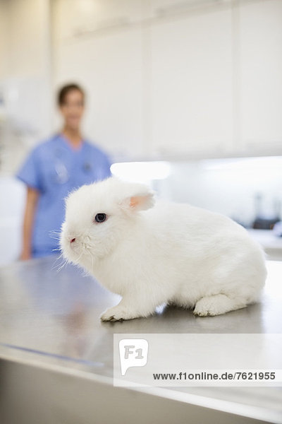 Kaninchen sitzend auf dem Tisch in der Tierarztpraxis