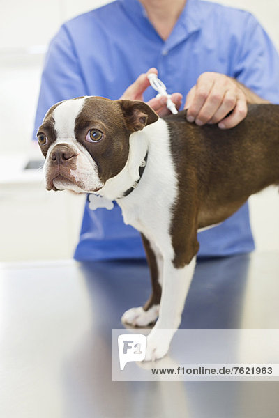Tierarzt bei der Injektion von Hunden in der Tierarztpraxis