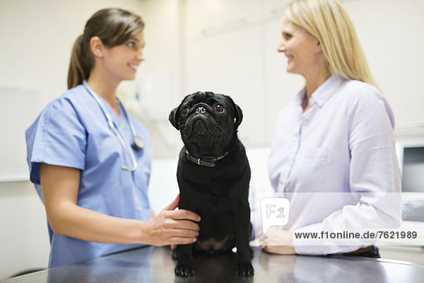 Tierarzt und Besitzer besprechen Hund in Tierarztpraxis