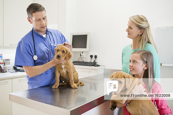 Veterinarian examining dog in vet’s surgery