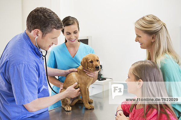 Tierarzt und Besitzer bei der Untersuchung von Hunden in der Tierarztpraxis