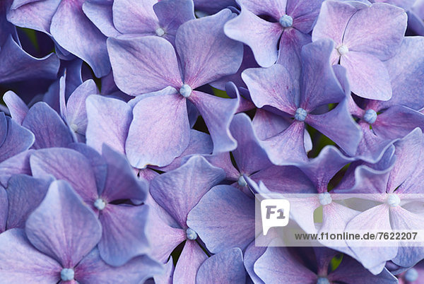 Nahaufnahme von violetten Hortensienblüten