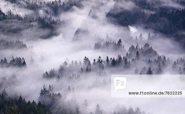 Luftaufnahme des Nebels über dem Wald