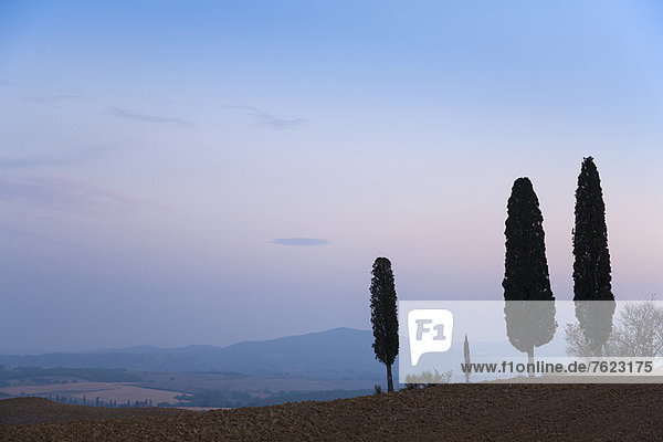 Toskanische Zypressen  die auf einem Hügel wachsen