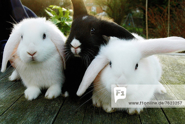Kaninchen auf Holzdeck sitzend