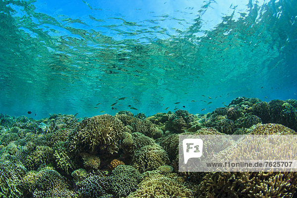 Korallenriff im Flachwasser
