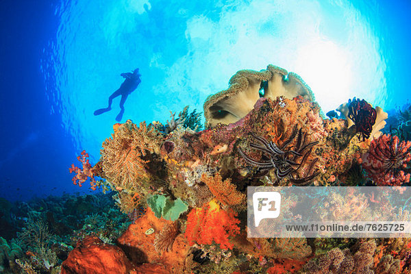 Taucher schwimmen im Korallenriff