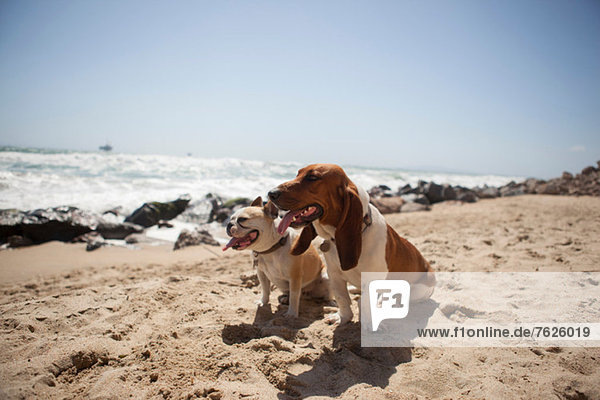 Hunde keuchen zusammen am Strand