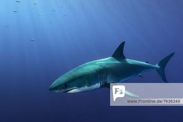 Weißer Hai (Carcharodon carcharias) und Makrelen  Guadalupe  Mexiko  Unterwasseraufnahme