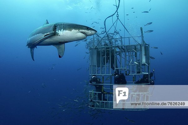 Two Great White Shark (Carcharodon carcharias) and divers in cage  Guadalupe Island  Mexico  underwater shot