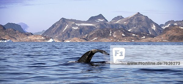 Schwanzflosse eines Buckelwals (Megaptera novaeangliae) vor Grönland