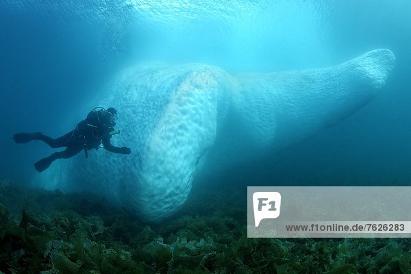 Iceberg under water with diver in front of it  near Kulusuk  Greenland  underwater shot