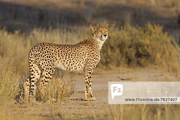 Gepard (Acinonyx jubatus) Nossob Riverbed Botswana