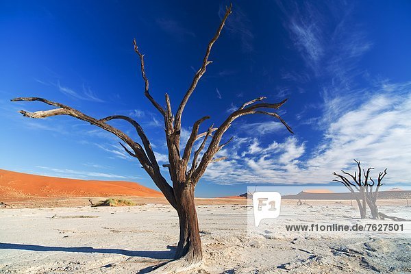 Wüste mit kahlen Bäumen  Kieliekrankie Camp Site  Kgalagadi-Transfrontier-Nationalpark  Botswana