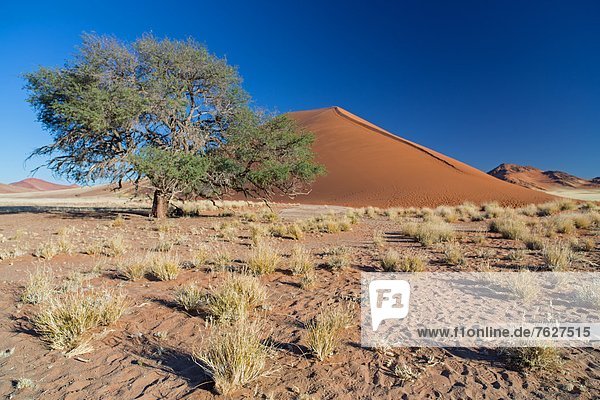 Trockenlandschaft mit Sanddüne und Baum  Sossusvlei  Namibia
